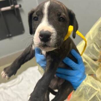 Pit Bull Terrier and Mixed Breed Dogs Available for Adoption in Las Vegas, Nevada - LEO | PetCurious