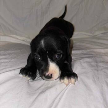 Rescue Pit Bull Terrier Dogs for Adoption in East St. Louis, Illinois - Bridie | PetCurious