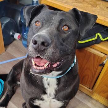 Rescue Pit Bull Terrier Dogs for Adoption in Parker, Arizona - Kenzo | PetCurious