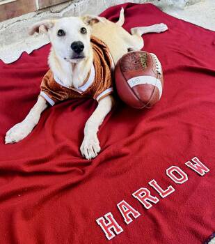 Rescue Labrador Retriever Dogs for Adoption in Mooresville, North Carolina - Harlow | PetCurious