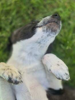 Terrier and Hound Dogs Available for Adoption in Dover, Arkansas - Jade | PetCurious