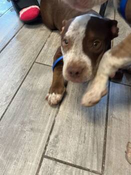 Rescue Pit Bull Terrier and Mixed Breed Dogs for Adoption in Knoxville, Tennessee - Pea Pie | PetCurious