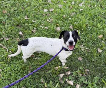 Oreo Available 8/7 -  Labrador Retriever Dog for Adoption in Elmsford, New York - Oreo Available 8/7 | PetCurious