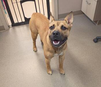 Eddie -  Pit Bull Terrier and Boxer Dog Available for Adoption in La Porte, Indiana - Eddie | PetCurious