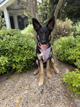 Ivy -  German Shepherd Dog Dog for Adoption in Manhattan Beach, California - Ivy | PetCurious