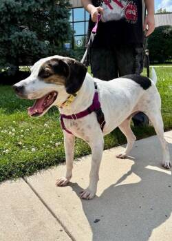 Sinclair -  Hound Dog for Adoption in Montgomery, New Jersey - Sinclair | PetCurious