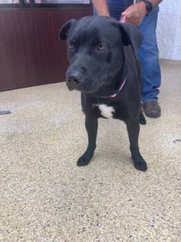 Rescue Labrador Retriever and Mixed Breed Dogs for Adoption in Houston, Texas - Bud | PetCurious