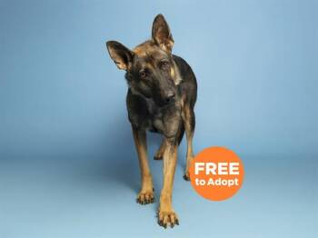 MABLE -  German Shepherd Dog Dog for Adoption in Phoenix, Arizona - MABLE | PetCurious