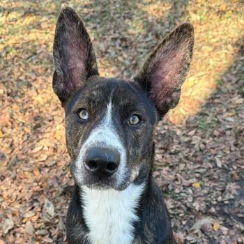 Rescue Mixed Breed Dogs for Adoption in Tom Bean, Texas - Ross | PetCurious