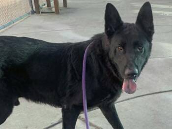 JAWN -  German Shepherd Dog and Mixed Breed Dog for Adoption in Martinez, California - JAWN | PetCurious