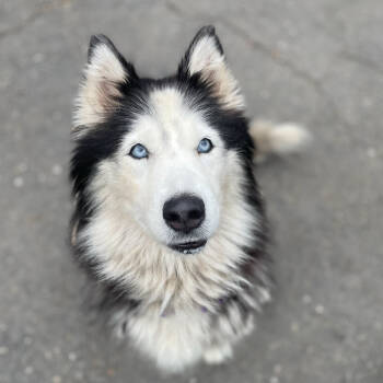 Rescue Husky and Mixed Breed Dogs for Adoption in San Francisco, California - Camilla | PetCurious