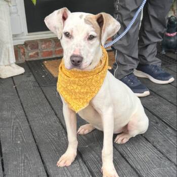 Coconut -  Terrier and Mixed Breed Dog for Adoption - Coconut | PetCurious