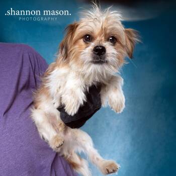 Remington -  Terrier Dog for Adoption in Las Vegas, Nevada - Remington | PetCurious