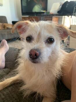 Rescue Wirehaired Terrier Dogs for Adoption in Albert Lea, Minnesota - Jessica * OK | PetCurious