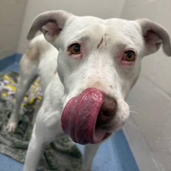 Mixed Breed Dogs Available for Adoption in Gainesville, Florida - Dollar | PetCurious