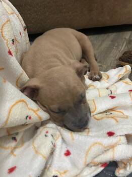 Frittata -  Pit Bull Terrier and Boxer Dog for Adoption in Phoenix, Arizona - Frittata | PetCurious