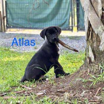 ATLAS -  Great Dane and German Shepherd Dog Dog for Adoption in West Palm Beach, Florida - ATLAS | PetCurious
