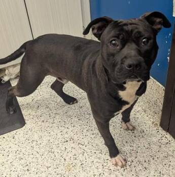Harlen -  Pit Bull Terrier and Mixed Breed Dog for Adoption in Atlanta, Georgia - Harlen | PetCurious