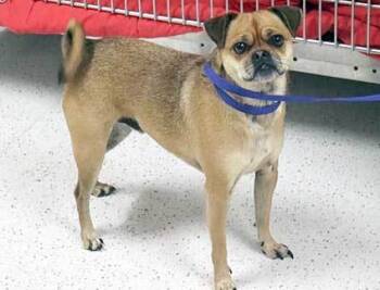 Rescue Chihuahua and Pug Dogs for Adoption in Wildomar, California - Lolo | PetCurious