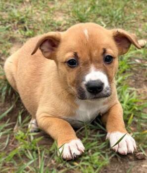 Cocoa Puffs -  Labrador Retriever and Pit Bull Terrier Dog for Adoption in Baraboo, Wisconsin - Cocoa Puffs | PetCurious