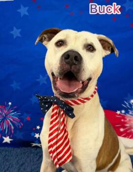 Mixed Breed Dogs Available for Adoption in Flint, Michigan - Buck | PetCurious