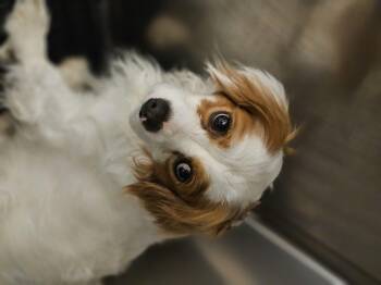 Cavapoo Dogs Available for Adoption - Franklin | PetCurious