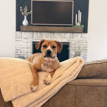 Harleigh -  Beagle and American Staffordshire Terrier Dog for Adoption in Cincinnati, Ohio - Harleigh | PetCurious