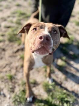 Lala-5 -  Mixed Breed Dog for Adoption in Muskegon, Michigan - Lala-5 | PetCurious