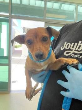 Sally Sausage -  Dachshund and Chihuahua Dog for Adoption in Walnut Creek, California - Sally Sausage | PetCurious