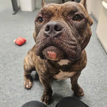 Julius -  Pit Bull Terrier and Mixed Breed Dog for Adoption in Lake Jackson, Texas - Julius | PetCurious