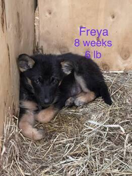 Australian Shepherd Dogs Available for Adoption in Welling, Oklahoma - Freya | PetCurious