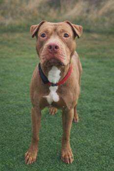 Creed -  Pit Bull Terrier Dog for Adoption in Fruit Heights, Utah - Creed | PetCurious