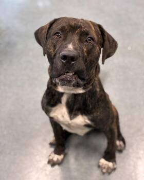 Bud -  Mastiff Dog for Adoption in Richmond, Virginia - Bud | PetCurious