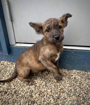 Standard Schnauzer and Terrier Dogs Available for Adoption in Kalamazoo, Michigan - Calla | PetCurious