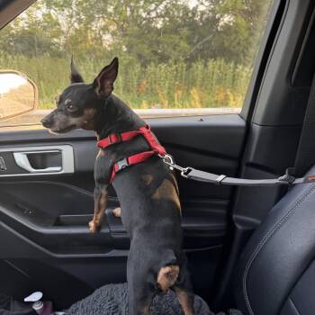 Chowder -  Miniature Pinscher Dog for Adoption in Homewood, Illinois - Chowder | PetCurious