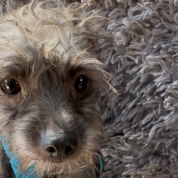 Rescue Poodle and Terrier Dogs for Adoption in San Diego, California - Philip | PetCurious