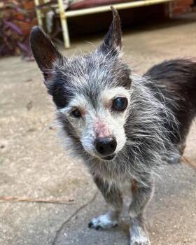 Dex (Dexedrine) -  Chihuahua Dog for Adoption in College Station, Texas - Dex (Dexedrine) | PetCurious