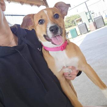 Shirley - 090404U -  Shepherd and Mixed Breed Dog for Adoption in Tupelo, Mississippi - Shirley - 090404U | PetCurious