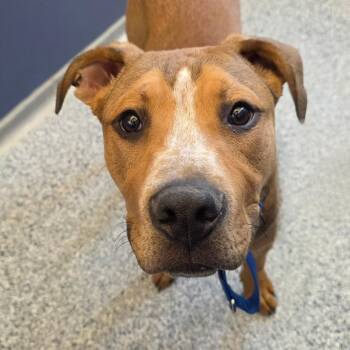 Pit Bull Terrier and Rhodesian Ridgeback Dogs Available for Adoption in Great Falls, Montana - Konner | PetCurious