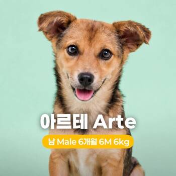 Arte -  Jindo Dog for Adoption in Northbrook, Illinois - Arte | PetCurious