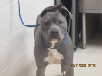 Pit Bull Terrier Dogs Available for Adoption - Ace(56) | PetCurious