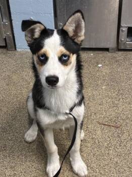 Siberian Husky and Mixed Breed Dogs Available for Adoption in Fort Myers, Florida - BONNIE | PetCurious