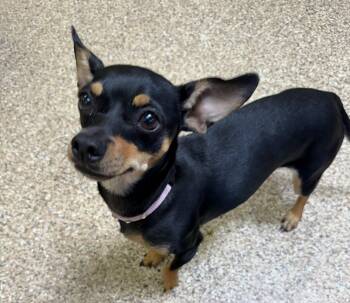 Jasmine and Saffron -  Chihuahua Dog for Adoption in Sierra Vista, Arizona - Jasmine And Saffron | PetCurious