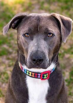 Rescue Pit Bull Terrier and Labrador Retriever Dogs for Adoption in New Bern, North Carolina - Bruce | PetCurious