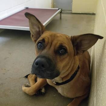 Brooklyn -  Shepherd and Mixed Breed Dog for Adoption in Palestine, Texas - Brooklyn | PetCurious