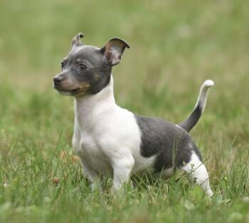 Joey -  Chihuahua Dog for Adoption in Mechanicsburg, Pennsylvania - Joey | PetCurious