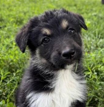 Emily Bronte -  German Shepherd Dog and Great Pyrenees Dog for Adoption in Paris, Kentucky - Emily Bronte | PetCurious