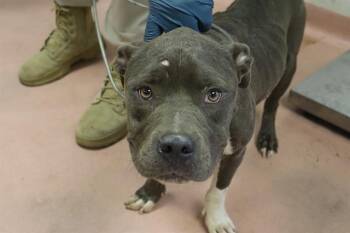 WAYDEN -  Mixed Breed Dog for Adoption in Columbia, South Carolina - WAYDEN | PetCurious