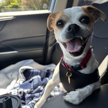 Chihuahua Dogs Available for Adoption - Emmy Lou | PetCurious