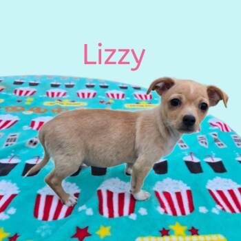 Mixed Breed Dogs Available for Adoption in Joliet, Illinois - Lizzy | PetCurious